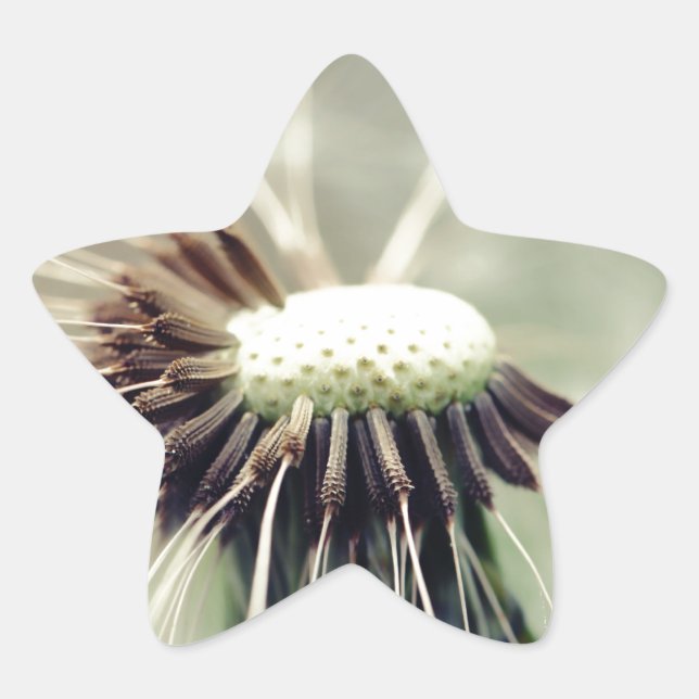 Pusteblume 2013 3 star sticker (Front)