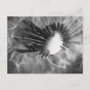 Pusteblume 2013 5 postcard