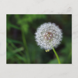 Pusteblume Postcard