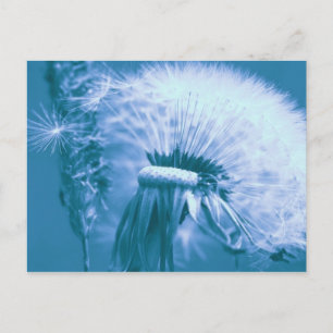 Pusteblume Postcard
