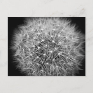 Pusteblume Postcard