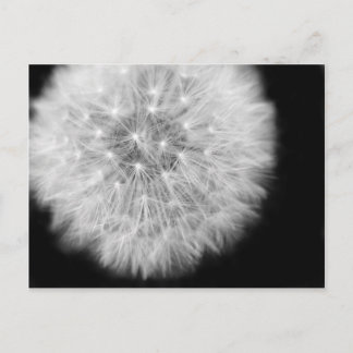 Pusteblume Postcard