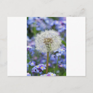 Pusteblumen Traum in blauen Vergissmeinnichtblüten Postcard