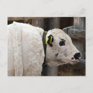 Pustertal Pied Calf Postcard