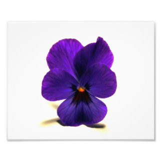 Puuurrrple Pansy at Midnight by Verde Photo Print