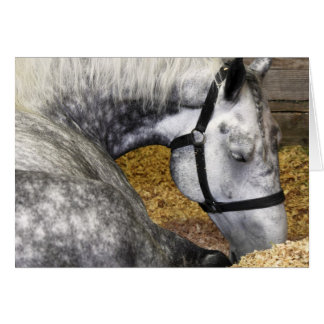 Puyallup Fair Horse 5x7 Card