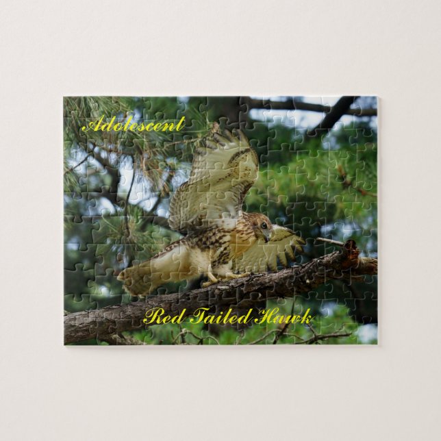 Puzzle, adolescent red tailed hawk jigsaw puzzle (Horizontal)