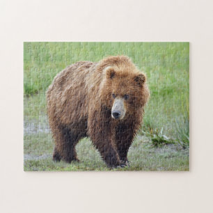 Puzzle of grizzly bear