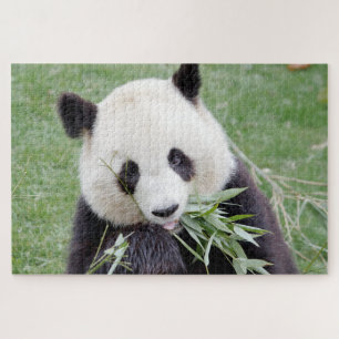 puzzle Photo giant panda , animals 0342.