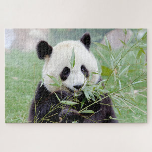 puzzle Photo giant panda , animals 0343.