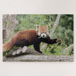 puzzle Photo red panda , animals 0522.
