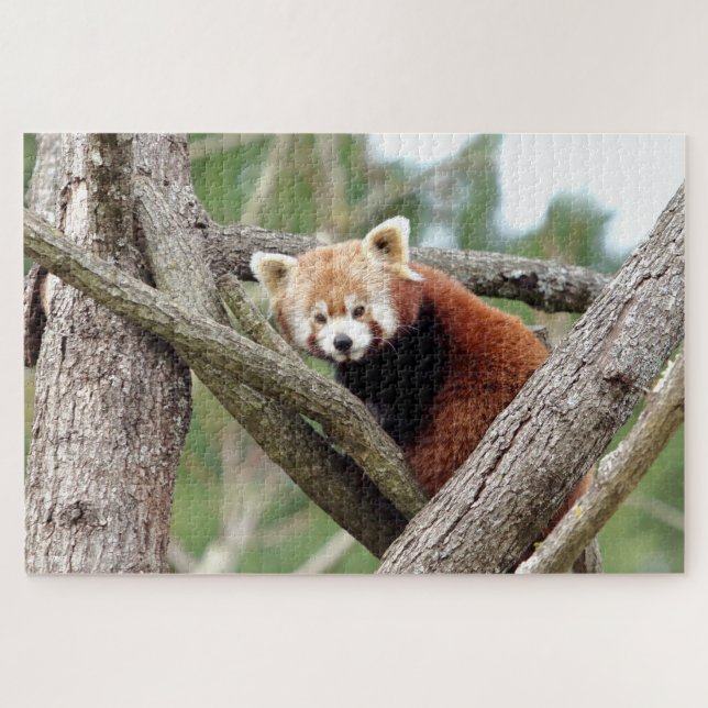 puzzle Photo red panda , animals 0524. (Horizontal)