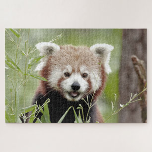 puzzle Photo red panda , animals 0526.