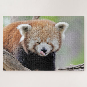 puzzle Photo red panda , animals 0527.