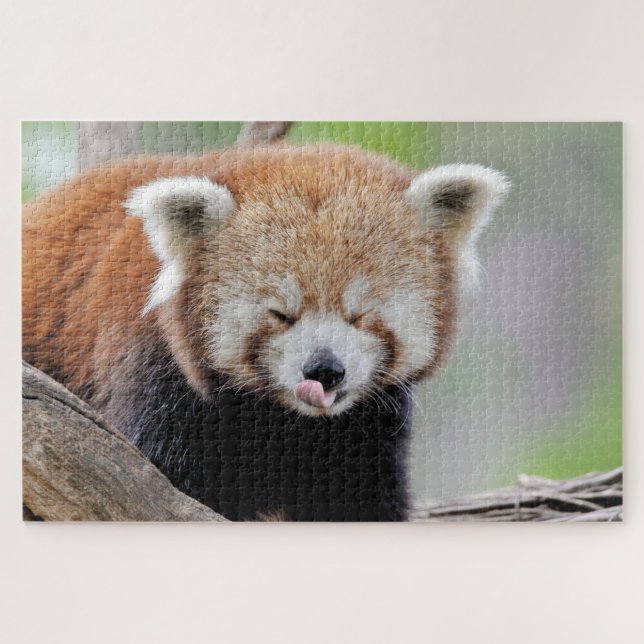 puzzle Photo red panda , animals 0527. (Horizontal)