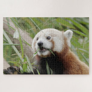 puzzle Photo red panda , animals 0528.