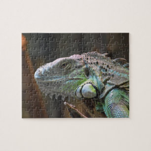 Puzzle with head of colourful Iguana lizard