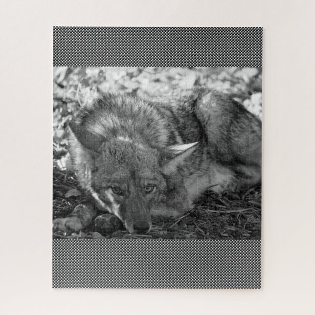 Puzzles Coyote (Vertical)
