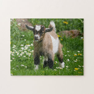 Pygmy Dwarf Goat Kid in Flowers Jigsaw Puzzle