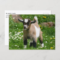 Pygmy Dwarf Goat Kid in Flowers