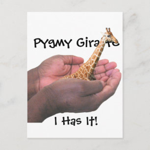 Pygmy Giraffe Postcard