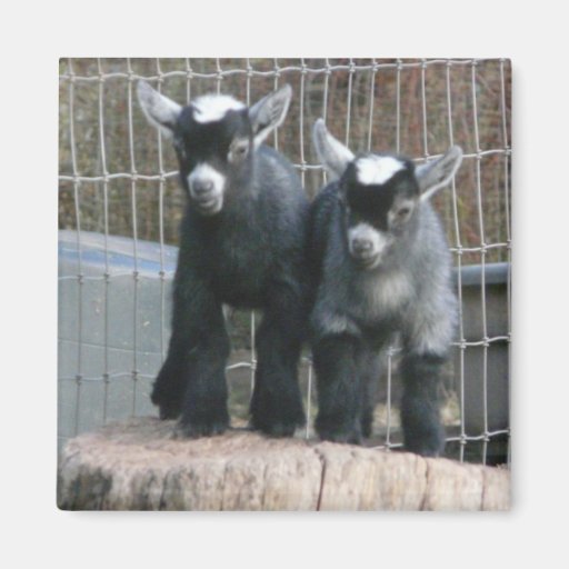 Image of Pygmy Goat Babies Magnet