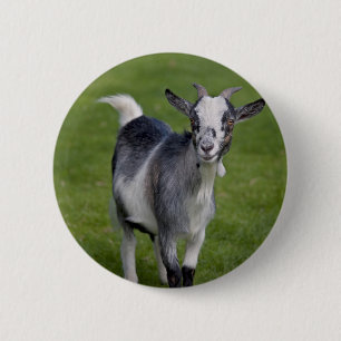 Pygmy Goat Badge