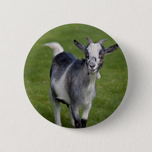 Pygmy Goat Badge (Front)
