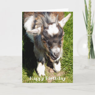 PYGMY GOAT CARD