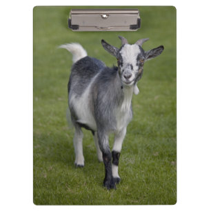 Pygmy Goat Clipboard