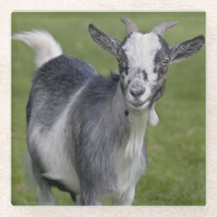 Pygmy Goat Glass Coaster