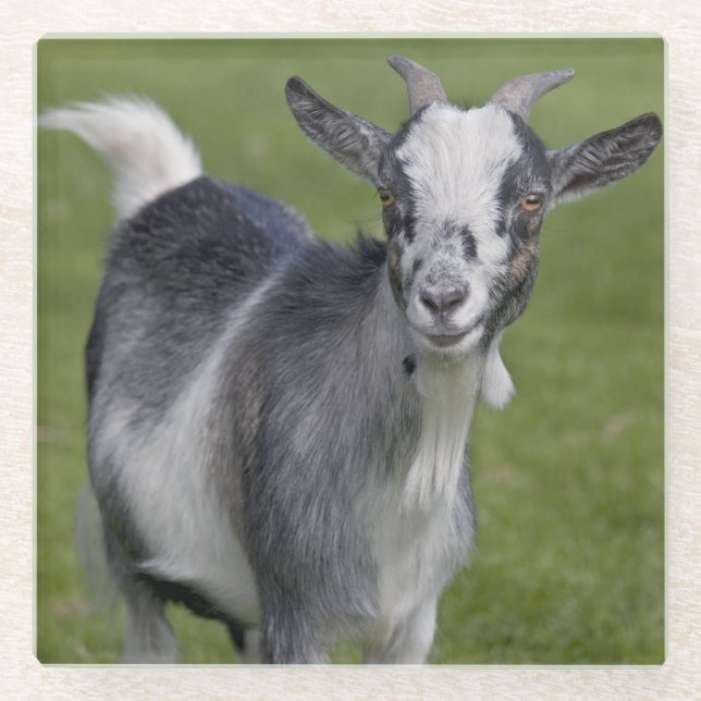 Pygmy Goat Glass Coaster (Front)
