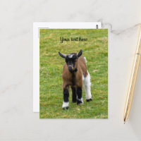 Pygmy Goat Kid Postcard