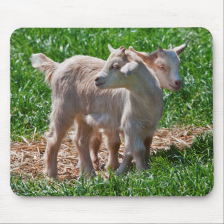 Pygmy Goat Kids Mousemat