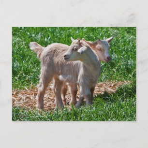 Pygmy Goat Kids Postcard