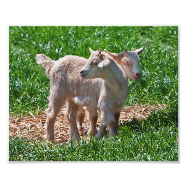 Pygmy Goat Kids Print (Front)