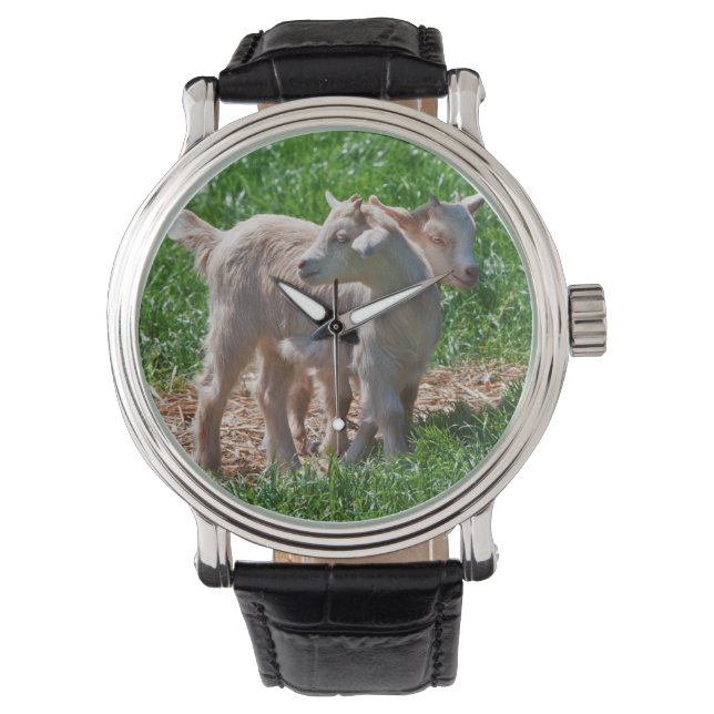 Pygmy Goat Kids Watch (Front)