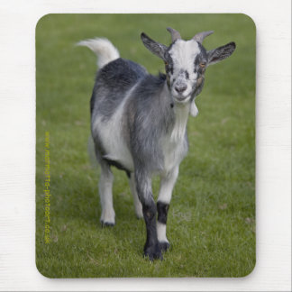 Pygmy Goat Mousemat