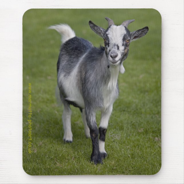 Pygmy Goat Mousemat (Front)