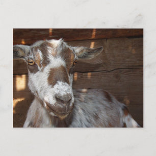 Pygmy Goat Postcard