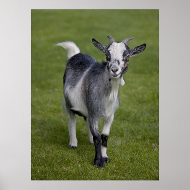 Pygmy Goat Print (Front)