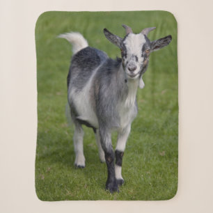 Pygmy Goat Sherpa Blanket