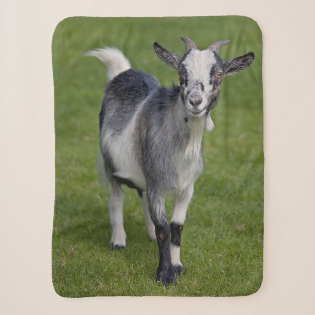 Pygmy Goat Sherpa Blanket (Front)