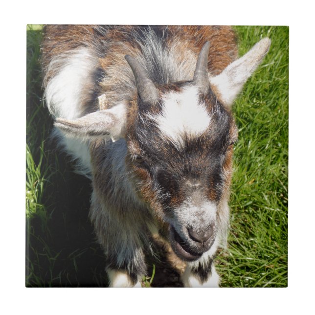 PYGMY GOAT TILE (Front)