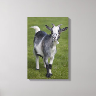 Pygmy Goat Wrapped Canvas Print