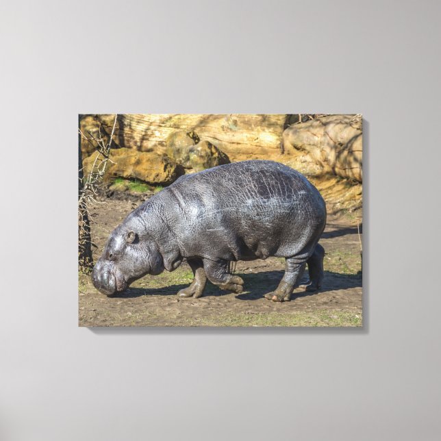 Pygmy hippo at the zoo canvas print (Front)