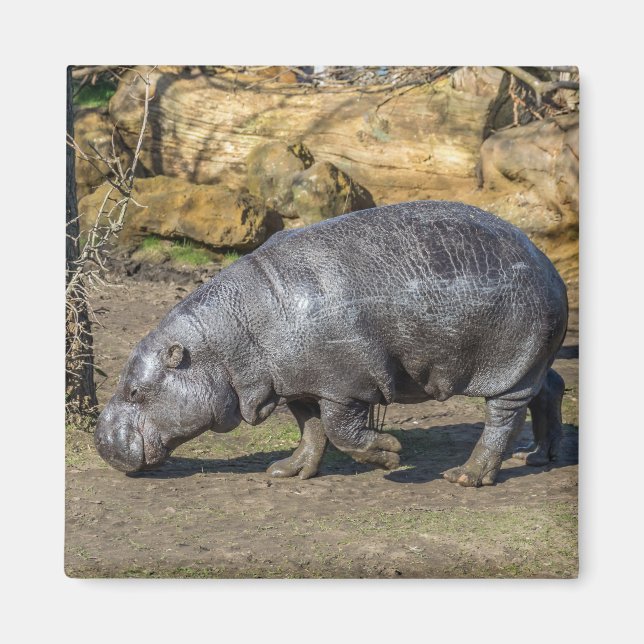 Pygmy Hippo at the zoo view fridge magnet (Front)