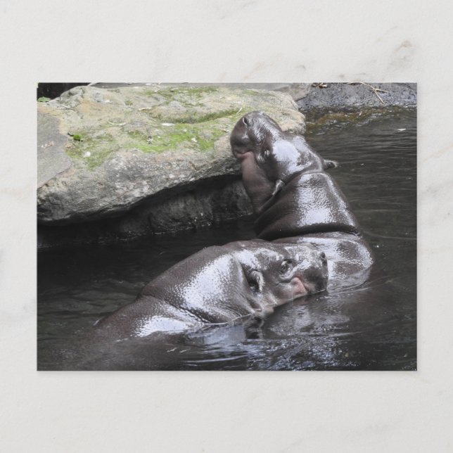 Pygmy Hippo Postcard (Front)