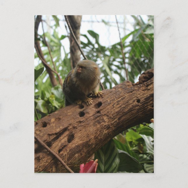 Pygmy Marmoset # 2 Postcard (Front)