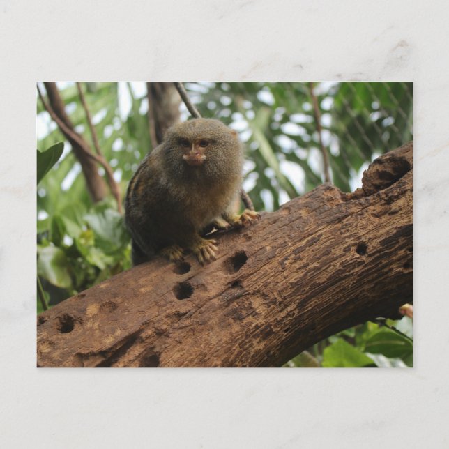 Pygmy Marmoset # 3 Postcard (Front)
